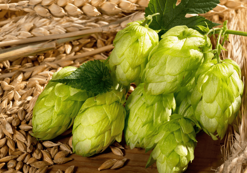 為什么做精釀啤酒如此重視啤酒花？