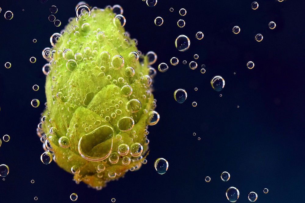 什么是啤酒釀造中的酒花蠕變？