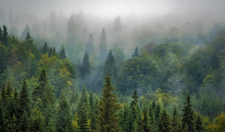 植樹節(jié)|得高地板構(gòu)建健康家居，呵護地球生態(tài)